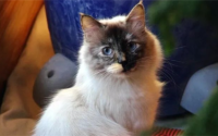 一文详解:猫咪掉毛程度排行