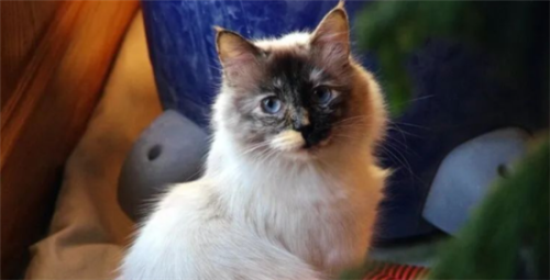 一文详解:猫咪掉毛程度排行
