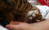 猫咪用头“拱人”是想告诉你这些~