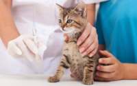 猫疫苗要打几针间隔多久