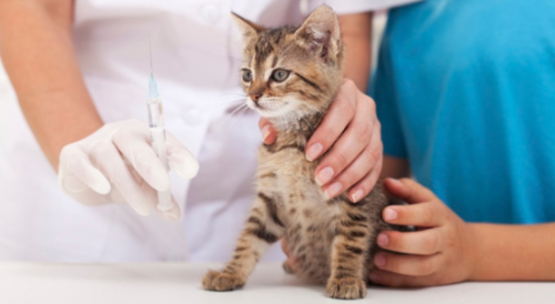猫疫苗要打几针间隔多久