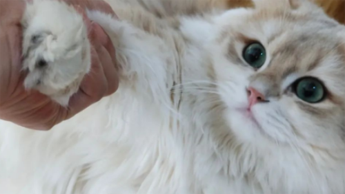 猫咪挑食怎么办?这几招帮你搞定!