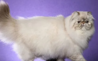 波曼猫的典型特征