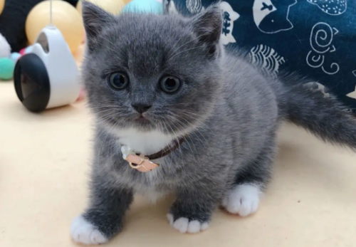 四爪白色的猫不吉利吗?