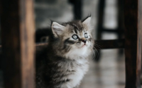猫疫苗多少钱
