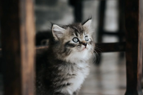 猫疫苗多少钱