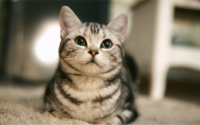 哪个品种的猫喜欢让人抱