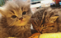 新猫幼猫到家后不吃不喝该怎么办?