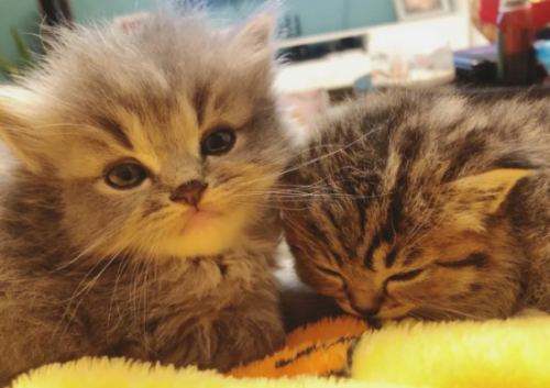 新猫幼猫到家后不吃不喝该怎么办?