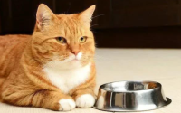 猫咪挑食怎么治？