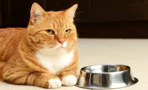 猫咪挑食怎么治?