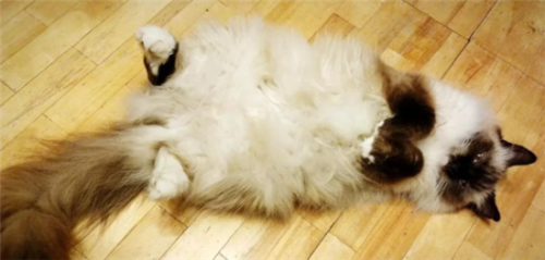 一文详解:猫咪掉毛程度排行