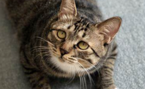 养“美短猫”还是“狸花猫”好?过来人告诉你,区别很大
