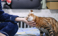 男不养猫的原因
