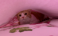 猫钻床单底下怎么回事