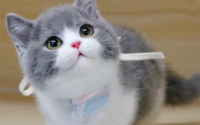 如何应对猫咪最难养的几个月?
