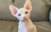 全身没有毛的猫是什么猫