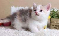 猫的常见营养问题与饮食禁忌