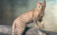 埃及金字塔里的猫,究竟是怎么一回事