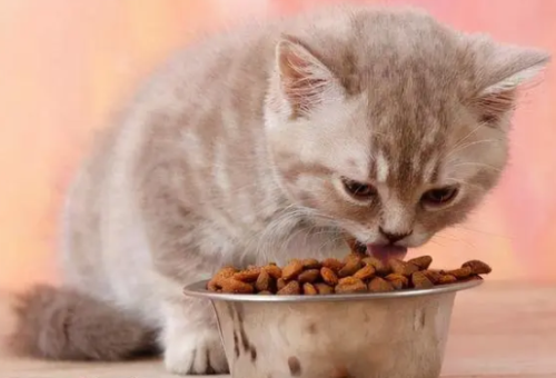 猫只吃猫粮可以吗