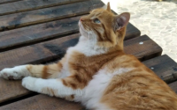 黄白两色的猫是什么品种