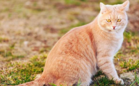 猫寿命有多长