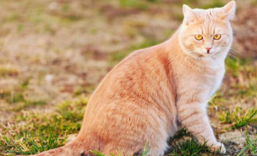 猫寿命有多长