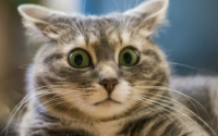 猫最害怕的声音