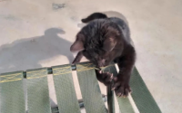 高情商的猫咪会有哪些行为表现