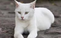 全身雪白的猫是什么品种