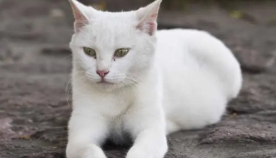 全身雪白的猫是什么品种