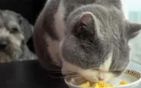 适量给猫喂这7种人类食品，让它“活力四溢”！