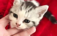 猫几个月成年？详解猫咪成长的关键阶段