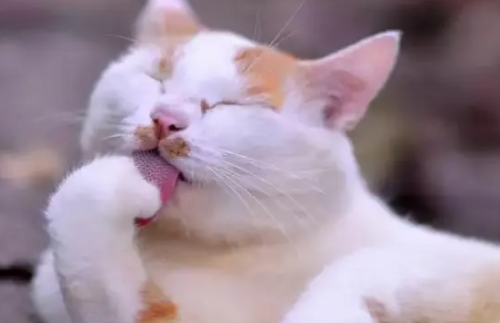 猫总是不停地舔毛咋回事