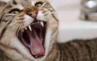 猫有没有狂犬病