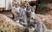 后院猫是什么意思