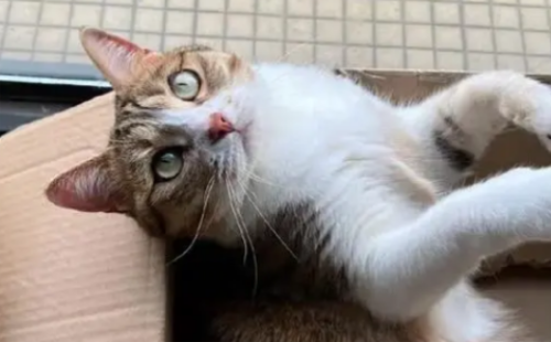 猫咪的鼻子正常是湿润的还是干燥的?
