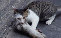 猫抓老鼠是本能行为吗