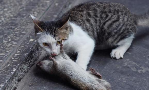 猫抓老鼠是本能行为吗