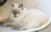 猫猫饮食注意事项:健康饮食规划,守护爱宠健康