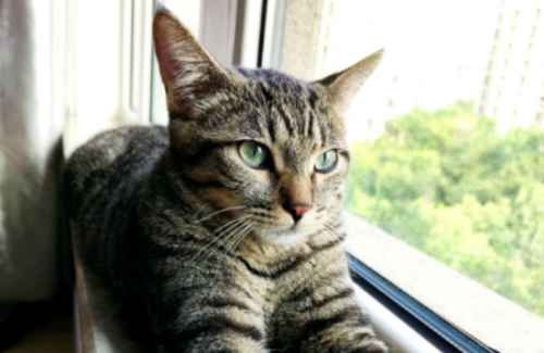 养“美短猫”还是“狸花猫”好?过来人告诉你,区别很大