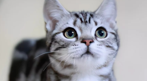 养“美短猫”还是“狸花猫”好?过来人告诉你,区别很大