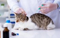 猫需要打疫苗吗?