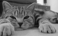猫抑郁的表现有哪些症状