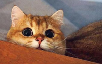 能把人笑死的猫咪名字