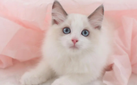 猫的名贵品种都有哪些