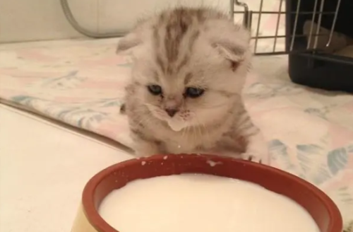 母猫吃什么能增加奶水