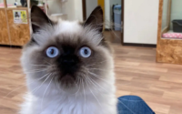 喜马拉雅猫的外形特征配色