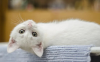 若猫咪有这些行为,证明你养猫太失败了
