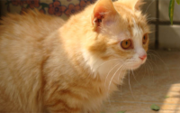 白色带虎纹的猫是什么猫